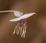 Southern meadow-rue